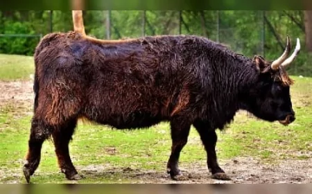 1600’lerde Nesli Tükenen Aurochs, Günümüz Evcil Sığırlarının Atasıydı