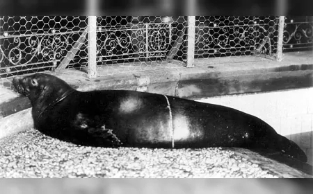 Karayip keşiş foku 70 yıldır kayıptı: Artık nesli tükendi sayılıyor