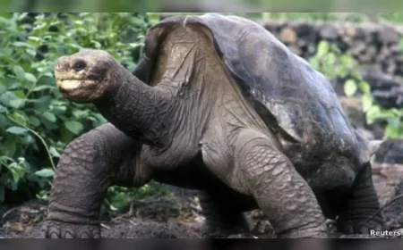 Lonesome George’un Ölümüyle Yok Olan Tür: Pinta Adası Kaplumbağaları Artık Yeryüzünde Yok