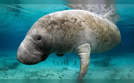 Tarihin En Hızlı Tükenen Türlerinden Biri: Steller Deniz İneği 30 Yılda Yok Oldu