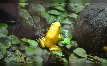 Nesli Tükenmişti: Altın Kurbağa 1989'dan Bu Yana Kosta Rika'da Görülemedi