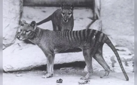 Tazmanya kaplanının son bireyi 1936'da öldü: Nesli tükenen tür geri dönebilir mi