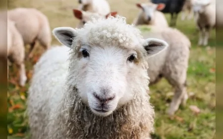 Evcilleştirme Süreci, Çok Sayıda Yabani Hayvan Türünün Yok Olmasına Yol Açtı