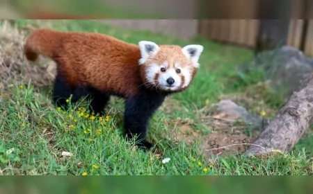 Yok Olan Türler, Yok Olan Kültürler: Hayvanların Tükenişi Yerli Halkları da Vuruyor