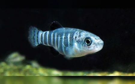 Sadece Bir Gölde Yaşayan Balık Türleri Yok Olma Tehlikesiyle Karşı Karşıya