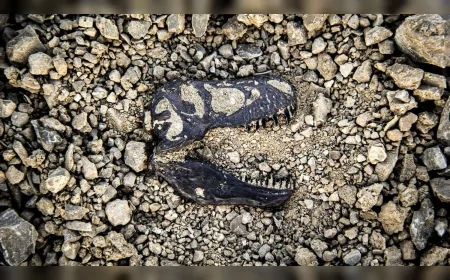 Dünya Tarihinde Beş Kez Yaşanan Kitlesel Yok Oluşlar Bilim İnsanlarını Uyarıyor