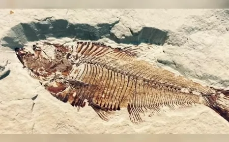 Yalnızca Fosil Kayıtlarında İzine Rastlanan Türler Bilim Dünyasını Şaşırtıyor