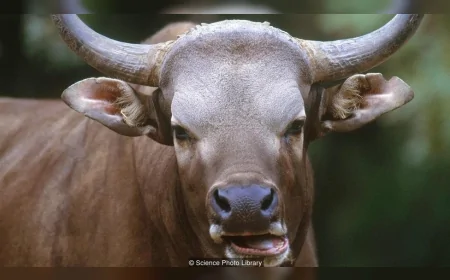 Tükenmiş hayvanların DNA örnekleri donduruluyor: Klonlama çalışmaları hız kazanıyor