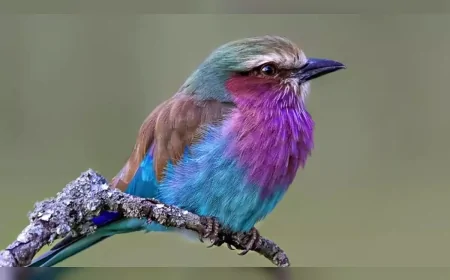 Adalarda Yaşayan Kuş Türleri, İklim ve İnsan Etkisine Karşı En Savunmasız Türler Arasında