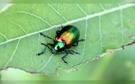 Bilim İnsanları Uyarıyor: Sayısız Böcek Türü Sessizce Yok Oluyor