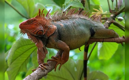 Karayiplerin eşsiz türü tarih oldu: Haiti kaya iguanası tamamen yok oldu