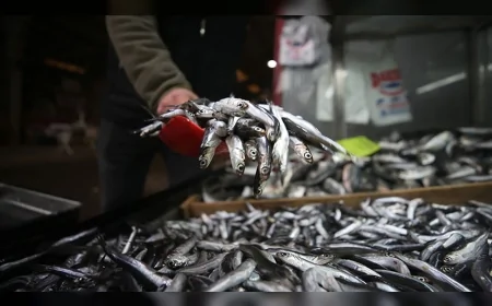 Son 10 Yılda Türkiye Denizlerinde En Çok Avlanan Balık Açıklandı: İşte Listenin Zirvesindeki Tür