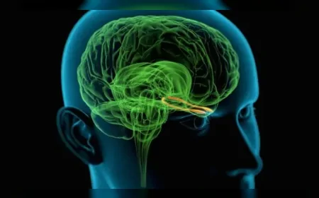 Beyindeki özel koku hücreleri daha az yeme davranışını tetikleyebilir