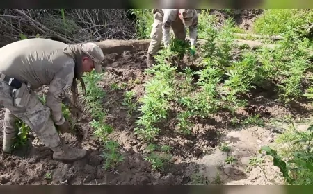 Ali Yerlikaya: 'Diyarbakır'da 100 tonluk toz esrar üretimine yetecek miktarda kenevir ele geçirildi'