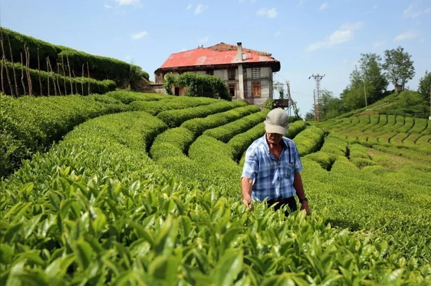 Rize’de çay üretimi durma noktasında: 'Fabrikalar çayı işleyemiyor'