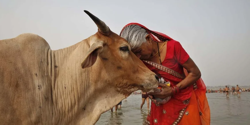 Hindu Tapınaklarında İnekler Serbestçe Dolaşabiliyor: Kutsal Sayılıyorlar