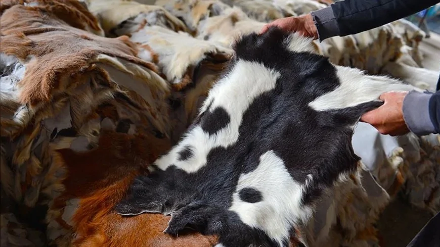 Kurban Bayramı'nda 3 Milyon Deri Zayi Oldu: 20 Milyar Liralık Potansiyel Ekonomiye Katılamadı
