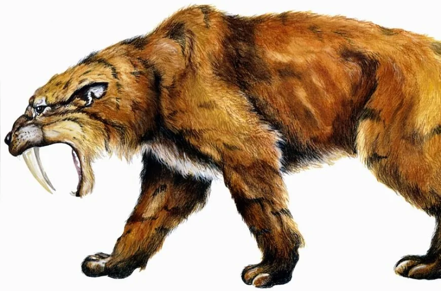 Buzul Çağı’nın Korkulan Avcısı: Smilodon, Gerçek Bir 'Saber Dişli Kaplan'dı