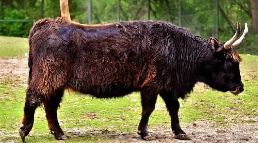 1600’lerde Nesli Tükenen Aurochs, Günümüz Evcil Sığırlarının Atasıydı