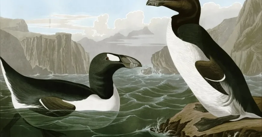 1800'lerde tüy ve et ticareti nedeniyle yok edilen büyük penguenin hikâyesi dikkat çekiyor