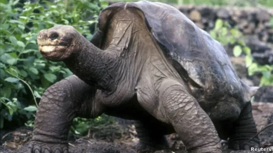 Lonesome George’un Ölümüyle Yok Olan Tür: Pinta Adası Kaplumbağaları Artık Yeryüzünde Yok