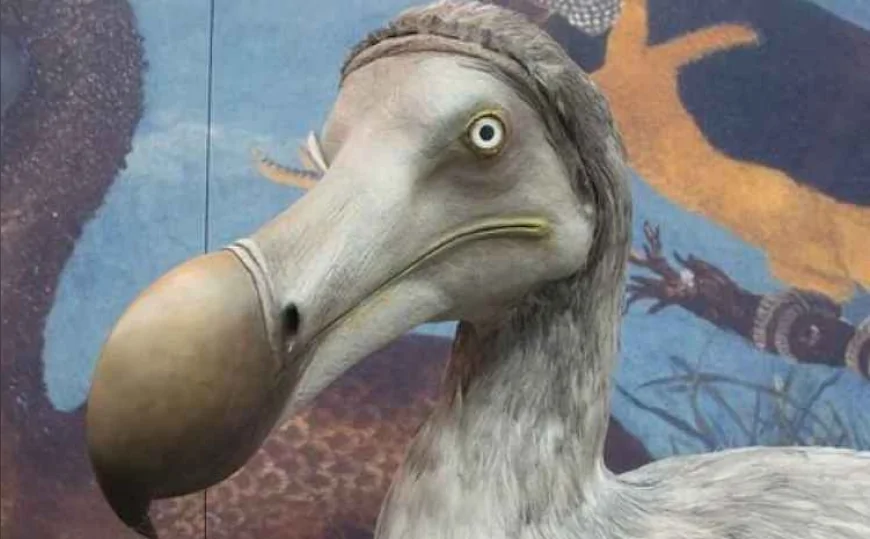 İnsan Etkisiyle Tükenen İlk Türlerden Biri: Dodo Kuşları Neden Yok Oldu?