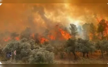 Elazığ Valiliği, orman yangınlarını önlemek için 19 bölgeye giriş yasağı ve yeni ateş yakma düzenlemeleri açıkladı