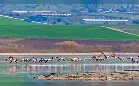 Gölbaşı'nda flamingolar sulak alanları renklendirdi, doğaseverler bölgeye akın etti