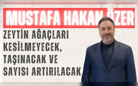 AK PARTİLİ ÖZER: “ZEYTİN AĞAÇLARI KESİLMEYECEK, TAŞINACAK VE SAYISI ARTIRILACAK”
