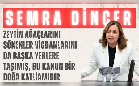 CHP’li Semra Dinçer: “Zeytin ağaçlarını sökenler vicdanlarını da başka yerlere taşımış, bu kanun bir doğa katliamıdır”