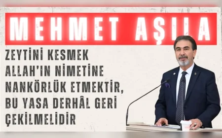 Yeniden Refah Partili Mehmet Aşıla: “Zeytini kesmek Allah’ın nimetine nankörlük etmektir, bu yasa derhâl geri çekilmelidir”
