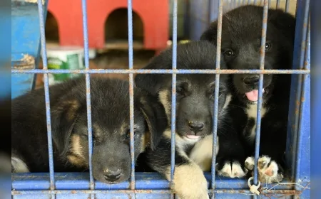 Kuşadası Belediyesi'nden sıcak hava uyarısı: “Evcil ve sokak hayvanlarını koruyalım”