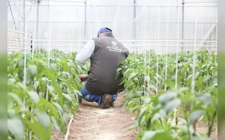 Aydın Büyükşehir Belediyesi milyonlarca ata tohumu fidesiyle üreticilere destek sağlıyor