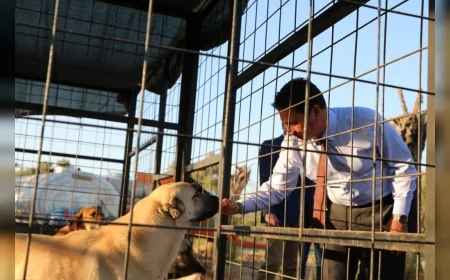 Muğla Büyükşehir Geçici Hayvan Bakımevi 3 bin 779 sahipsiz hayvanı yeni yuvalarına kavuşturdu