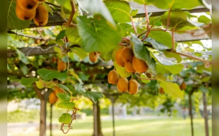 Yeni Zelanda'da Herkes İçin Ücretsiz Meyve: Kamusal Alanlara Binlerce Ağaç Dikiliyor