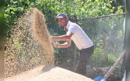 Antalya Korkuteli Yeşiloba Yaylası’nda buğday hasadı başladı, dönüm başına 500 kilogram verim elde edildi