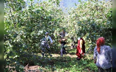 Ordu’da fındık hasadı için başvuru rekoru, 10 bin işçi ve 3 bin 100 üretici projeden yararlandı