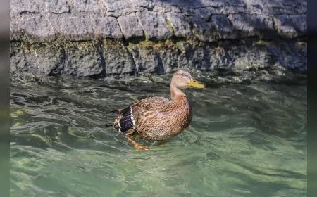 Yol Kenarında Yaralı Bulunan Yavru Ördek Tedavi Edilip Kuğulu Park’a Yerleştirildi