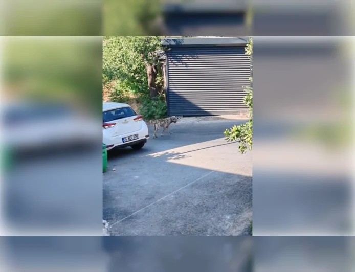 Beykoz’da sokak köpekleri şikayeti: Mahalle sakinleri belediyeden çözüm bekliyor