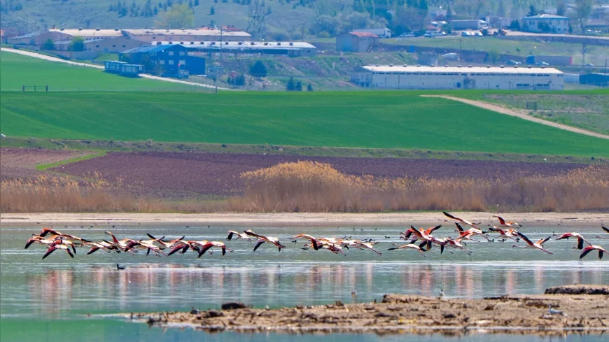 Gölbaşı'nda flamingolar sulak alanları renklendirdi, doğaseverler bölgeye akın etti