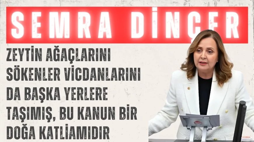 CHP’li Semra Dinçer: “Zeytin ağaçlarını sökenler vicdanlarını da başka yerlere taşımış, bu kanun bir doğa katliamıdır”