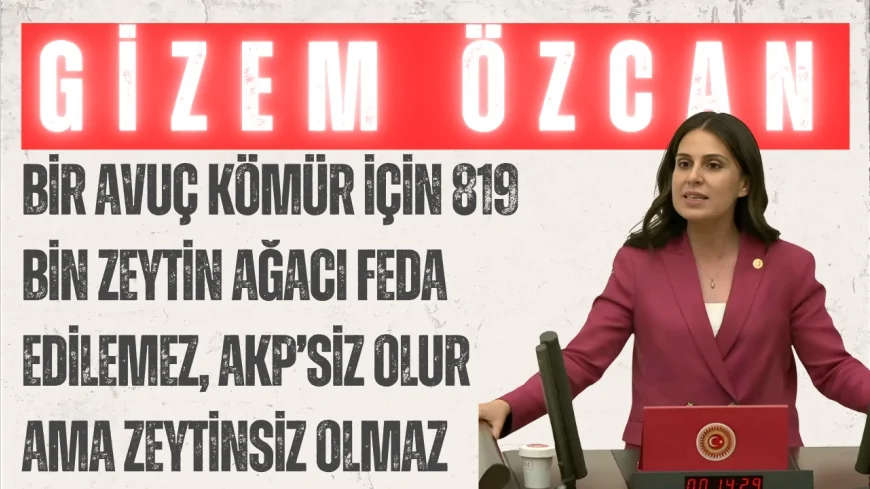 CHP’li Gizem Özcan: “Bir avuç kömür için 819 bin zeytin ağacı feda edilemez, AKP’siz olur ama zeytinsiz olmaz”