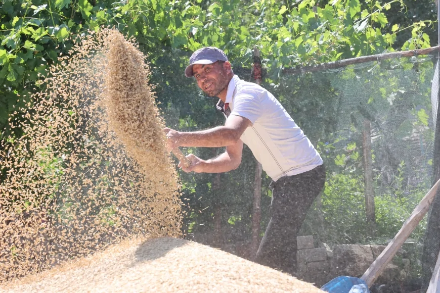 Antalya Korkuteli Yeşiloba Yaylası’nda buğday hasadı başladı, dönüm başına 500 kilogram verim elde edildi