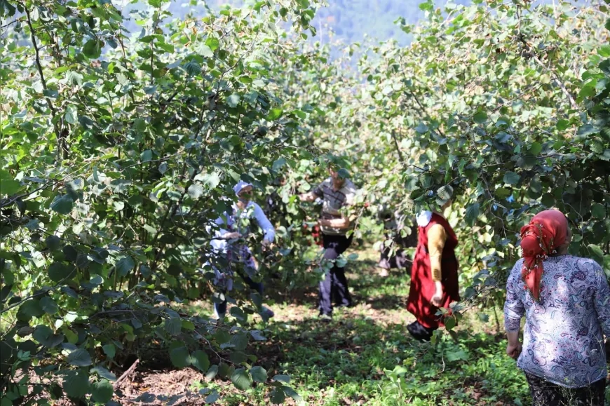 Ordu’da fındık hasadı için başvuru rekoru, 10 bin işçi ve 3 bin 100 üretici projeden yararlandı
