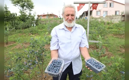 Ordu’da mavi yemiş üretimi 176 dekara ulaştı, kilogramı 500 TL’den alıcı buluyor