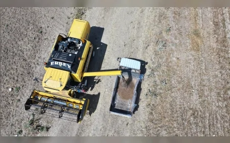 Gölbaşı Belediyesi’nden karabuğday hamlesi: Çölyak hastalarına ücretsiz glutensiz ürün, çiftçiye alternatif gelir modeli