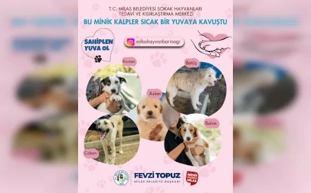 Milas’ta sokak hayvanları sosyal medya projesiyle sıcak yuvalarına kavuşuyor