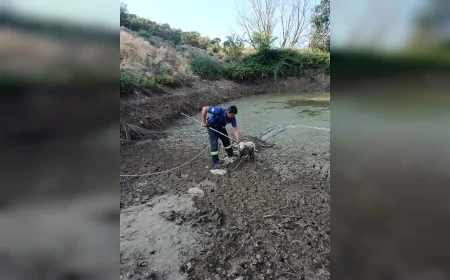 Denizli’de balçığa saplanan kuzu itfaiye ekiplerinin zorlu operasyonuyla kurtarıldı