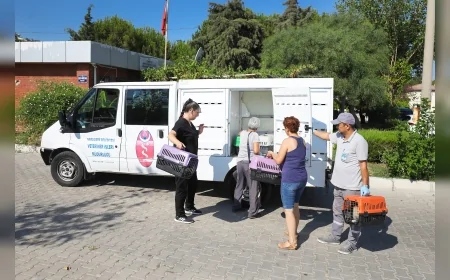 Narlıdere’de sahipsiz kediler için sağlık ve bakım seferberliği başlatıldı!