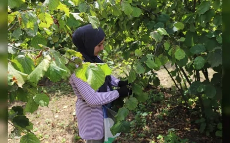 Ordu’da fındık üreticileri ile yerli işçileri buluşturan proje altıncı yılında hem istihdam hem ekonomik katkı sağlıyor